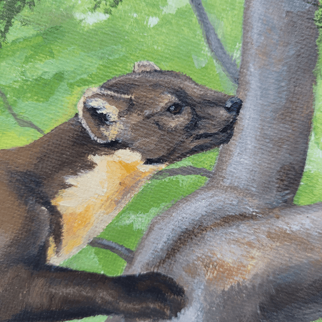 Pine Marten
