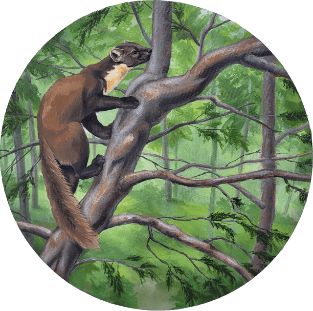 Pine Marten